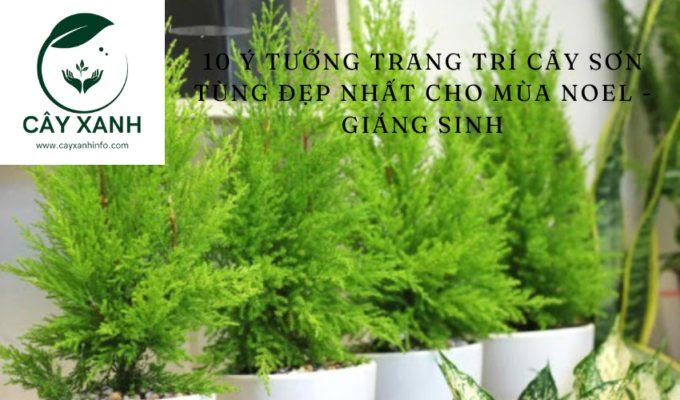 10 Ý tưởng trang trí Cây Sơn Tùng đẹp nhất cho mùa Noel - Giáng Sinh