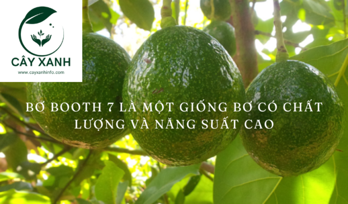 Bơ Booth 7 là một giống bơ có chất lượng và năng suất cao