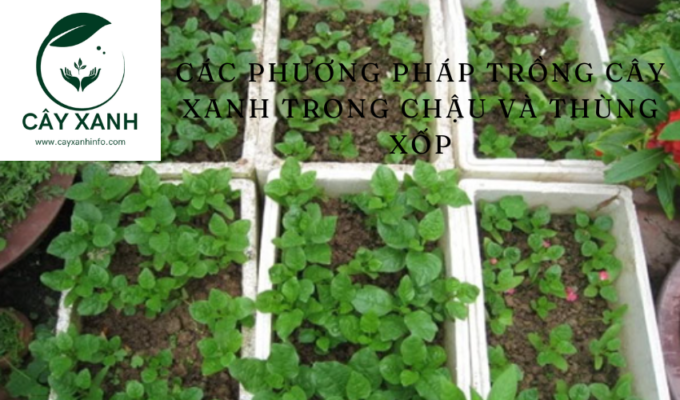 Các phương pháp trồng cây xanh trong chậu và thùng xốp