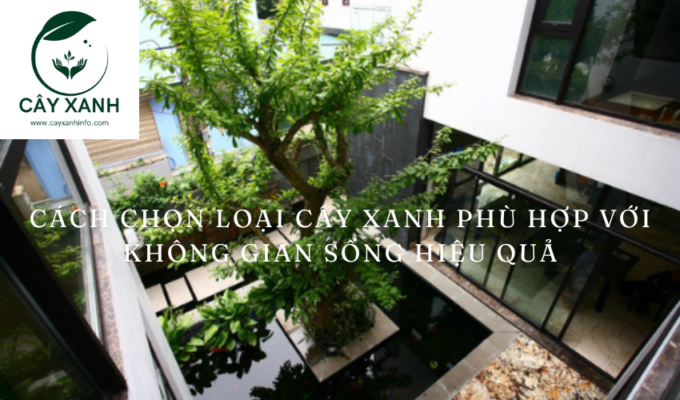 Cách chọn loại cây xanh phù hợp với không gian sống hiệu quả