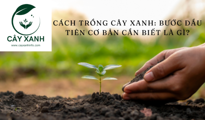 Cách trồng cây xanh: Bước đầu tiên cơ bản cần biết là gì?