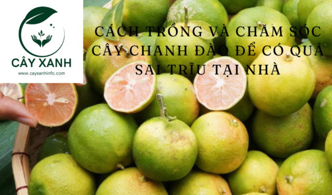 Cách trồng và chăm sóc cây Chanh đào để có quả sai trĩu tại nhà