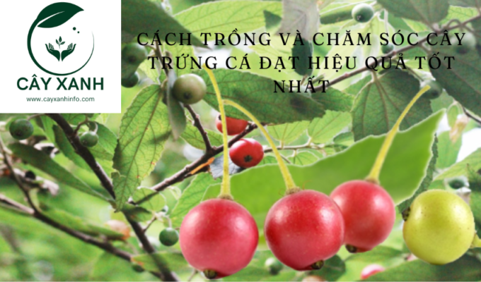 Cách trồng và chăm sóc cây trứng cá đạt hiệu quả tốt nhất