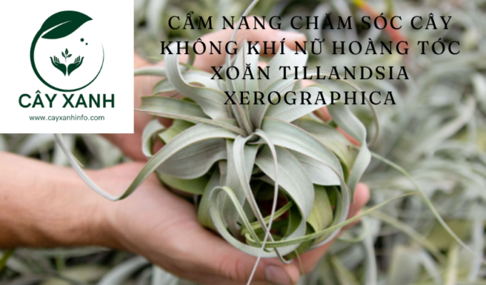 Cẩm nang chăm sóc cây không khí Nữ hoàng tóc xoăn Tillandsia Xerographica