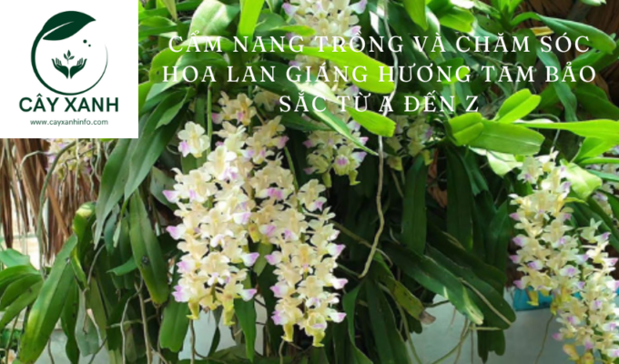 Cẩm nang trồng và chăm sóc hoa Lan Giáng hương Tam Bảo Sắc từ A đến Z