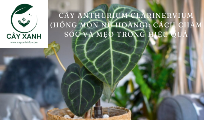 Cây Anthurium Clarinervium (Hồng môn Nữ hoàng): Cách chăm sóc và mẹo trồng hiệu quả