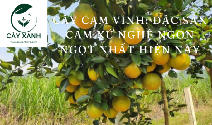 Cây Cam Vinh: Đặc sản cam xứ Nghệ ngon ngọt nhất hiện nay