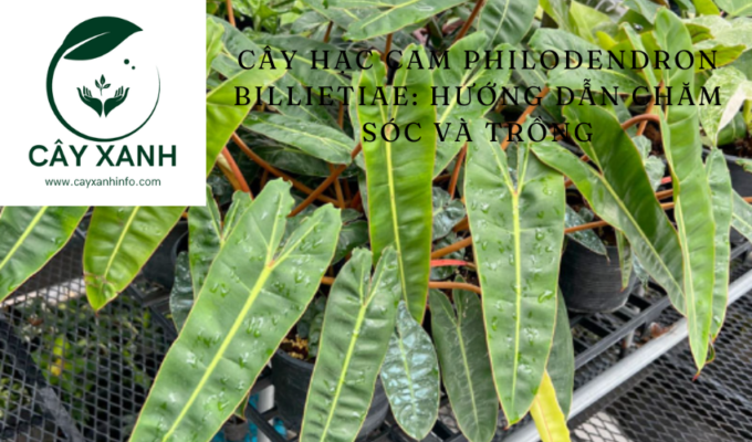 Cây Hạc cam Philodendron Billietiae: Hướng dẫn chăm sóc và trồng