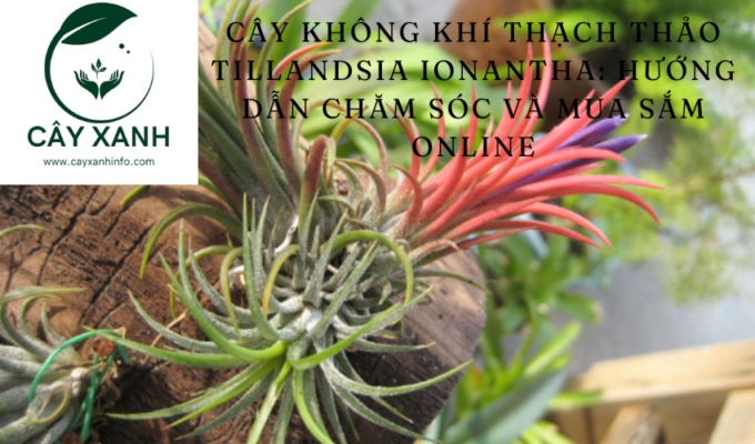 Cây Không Khí Thạch Thảo Tillandsia Ionantha: Hướng Dẫn Chăm Sóc và Mua Sắm Online