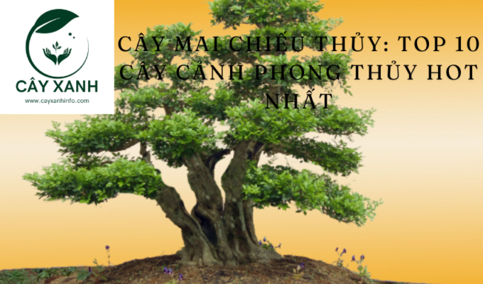 Cây Mai chiếu thủy: Top 10 cây cảnh phong thủy hot nhất