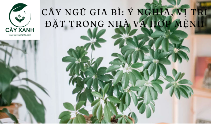 Đây là những niềm tin chung và nên được thực hiện như vậy. Niềm tin và thực hành của mỗi cá nhân có thể khác nhau và điều quan trọng là phải xem xét sở thích và hoàn cảnh cá nhân khi chọn cây dựa trên các nguyên tắc phong thủy.