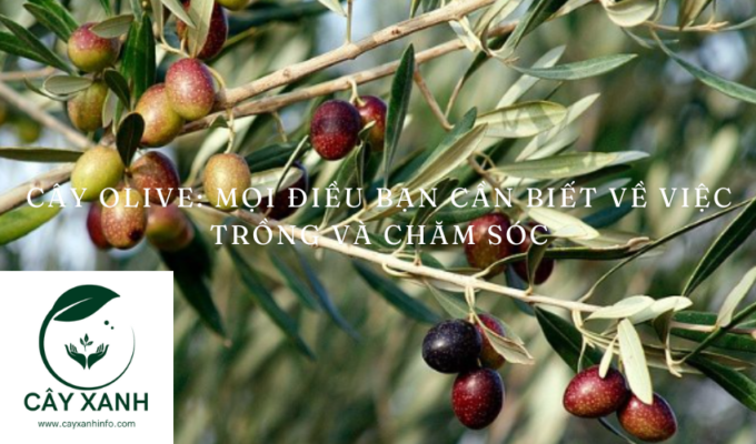 Cây Olive: Mọi điều bạn cần biết về việc trồng và chăm sóc