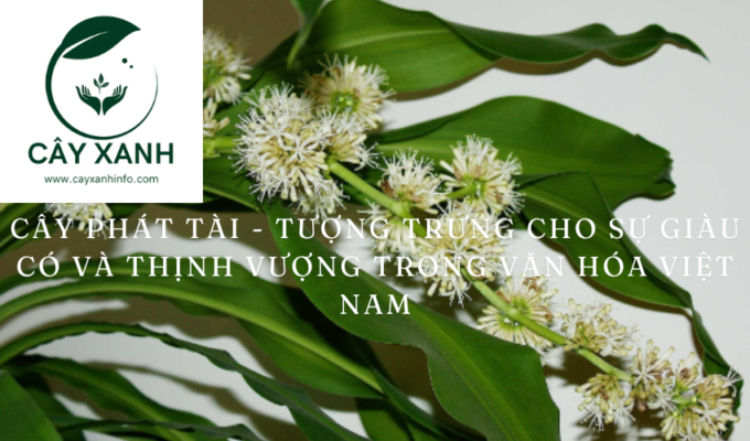 Cây Phát Tài - Tượng trưng cho sự giàu có và thịnh vượng trong văn hóa Việt Nam