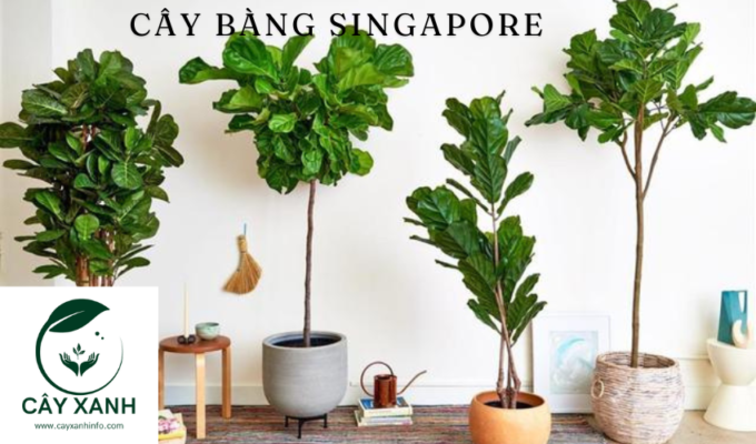 Cây bàng Singapore: Ý nghĩa và cách chăm sóc - Tìm hiểu hợp mệnh của cây bàng Singapore và cách chăm sóc chúng hiệu quả