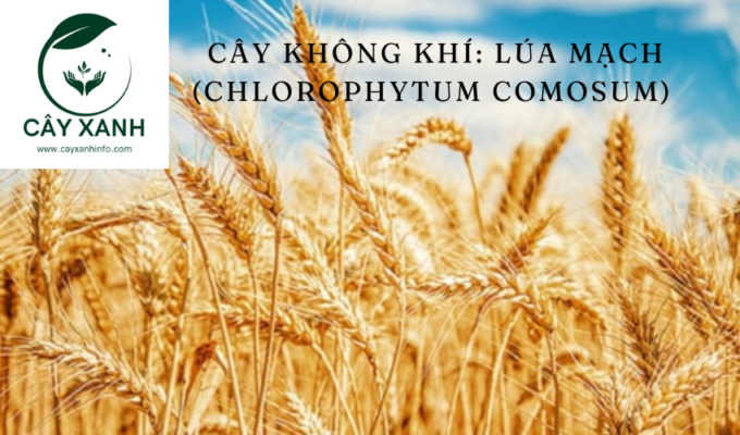 Cây không khí: Lúa mạch (Chlorophytum comosum) 