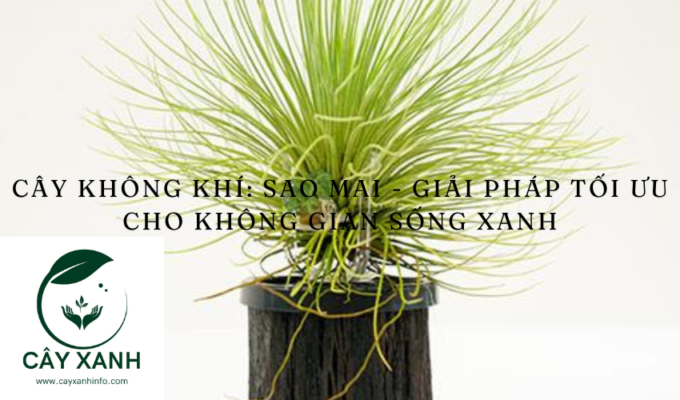 Cây không khí: Sao Mai - Giải pháp tối ưu cho không gian sống xanh