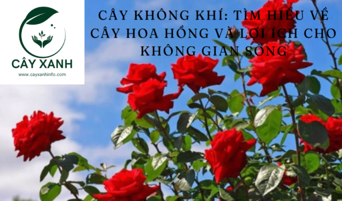 Cây không khí: Tìm hiểu về cây hoa hồng và lợi ích cho không gian sống