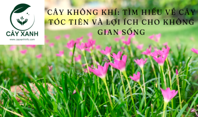 Bằng cách hấp thụ các chất này qua lá và rễ, cây lúa mạch góp phần làm sạch không khí, tạo môi trường sống lành mạnh hơn.