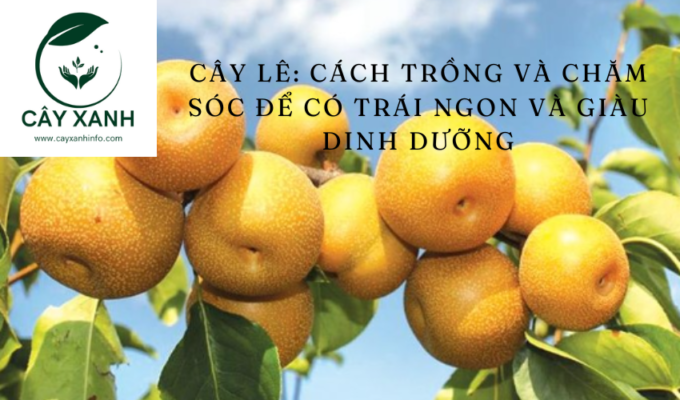 Cây lê: Cách trồng và chăm sóc để có trái ngon và giàu dinh dưỡng