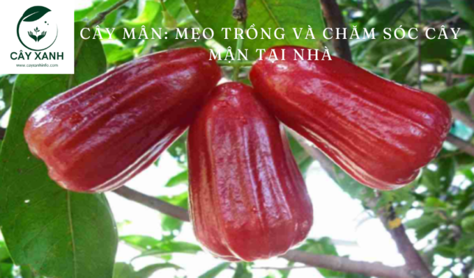 Cây mận: Mẹo trồng và chăm sóc cây mận tại nhà