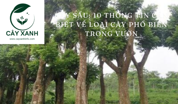 Cây sấu: 10 thông tin cần biết về loại cây phổ biến trong vườn