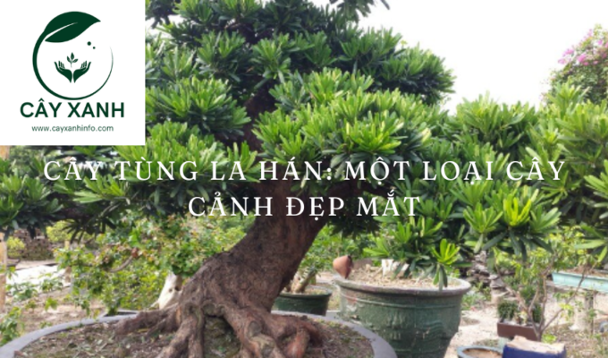 Cây tùng la hán: Một loại cây cảnh đẹp mắt