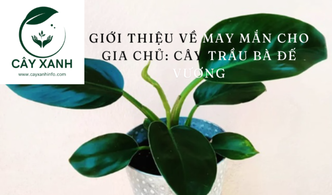 Giới thiệu về may mắn cho gia chủ: Cây Trầu Bà Đế Vương