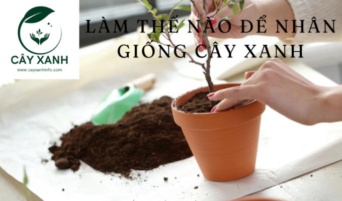 Làm Thế Nào để Nhân Giống Cây Xanh