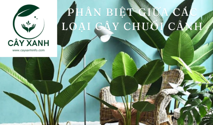 Phân biệt giữa các loại cây chuối cảnh