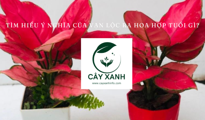 Tìm hiểu ý nghĩa của Vạn lộc ra hoa hợp tuổi gì?