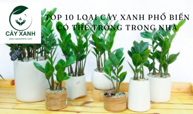 Top 10 loại cây xanh phổ biến có thể trồng trong nhà