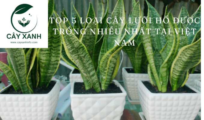 Top 5 loại cây Lưỡi hổ được trồng nhiều nhất tại Việt Nam