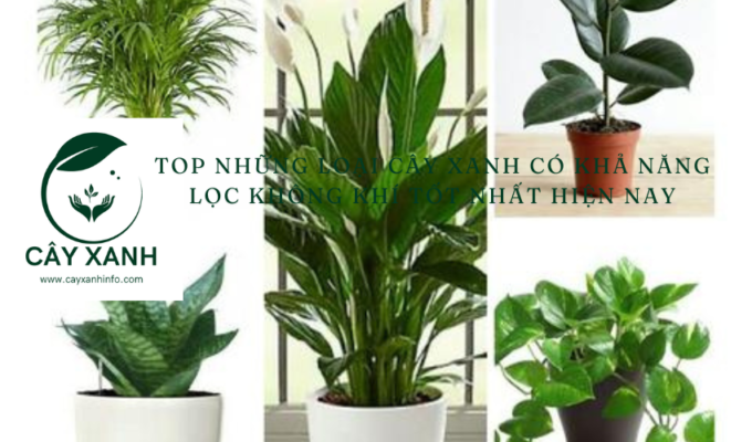 Top những loại cây xanh có khả năng lọc không khí tốt nhất hiện nay