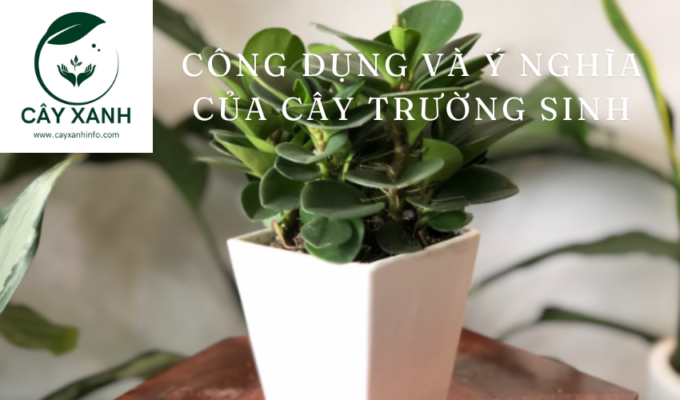 Công dụng và Ý nghĩa của Cây trường sinh